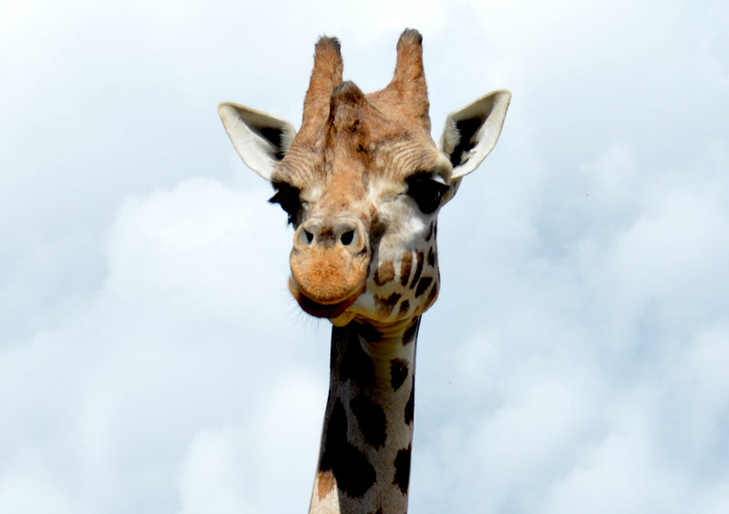 78388 Natur - Giraffe