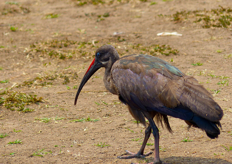 80792 Natur - Vogel