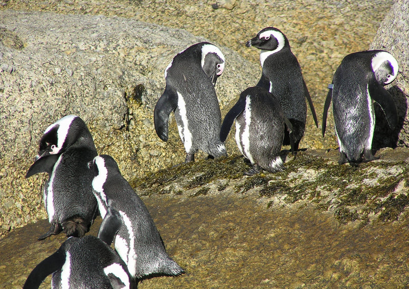 79174 Natur - Pinguine