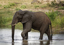 84639 Natur - Elefant