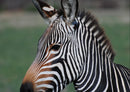 82962 Natur - Zebra
