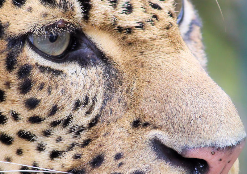 74479 Tierwelt - Leopard