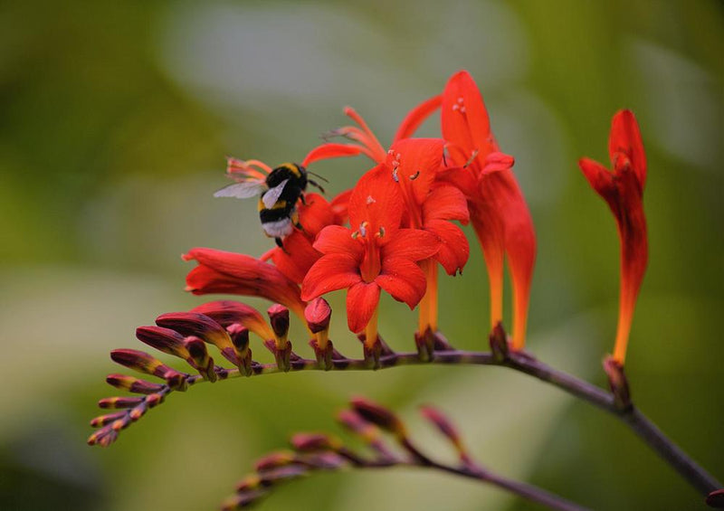 18688 Tierwelt - Biene auf Blüte