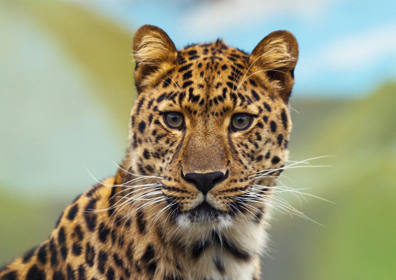 77104 Tierwelt - Leopard
