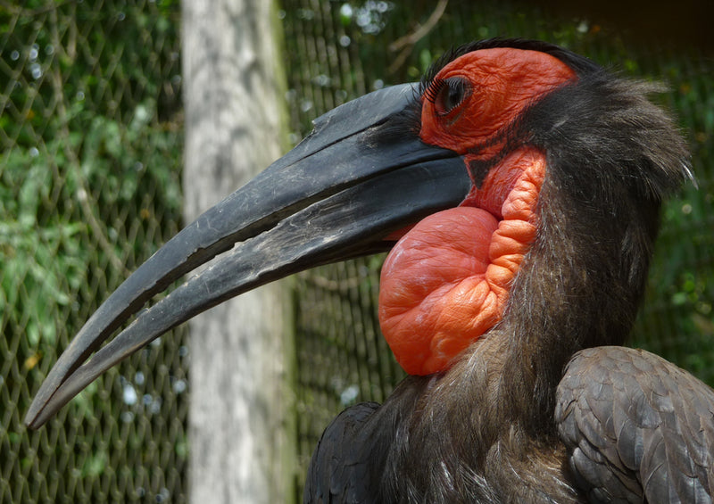 80806 Natur - Hornvogel