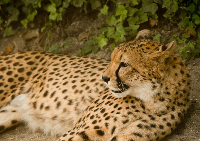 76285 Tierwelt - Gepard