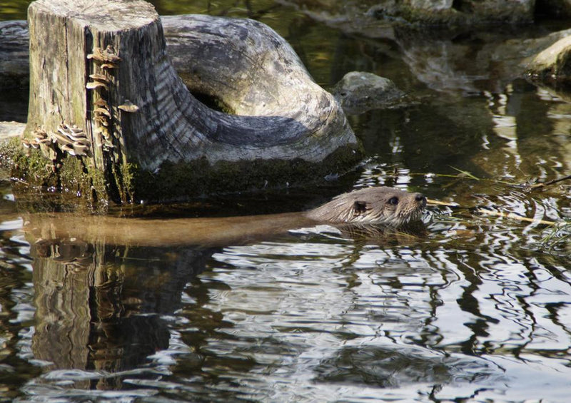 23018 Tierwelt - Otter