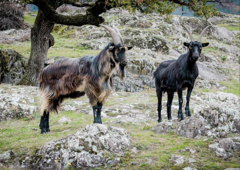 17352 Tierwelt - Ziegen