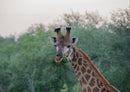 78267 Natur - Giraffe