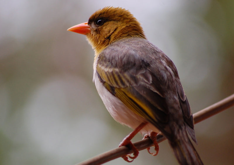 80892 Natur - Vogel