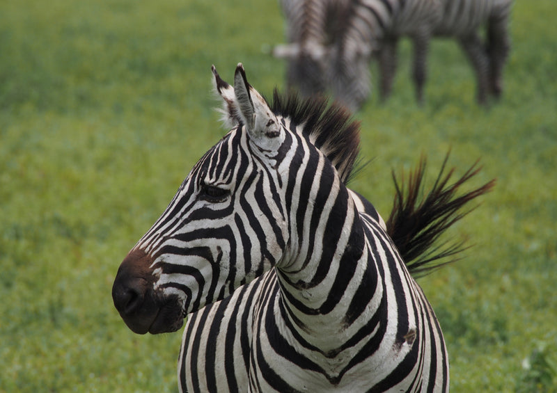 82895 Natur - Zebra