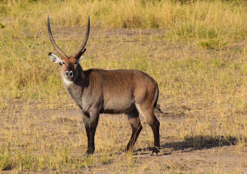 83191 Natur - Antilope