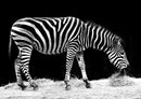 79598 Tierwelt - Zebra