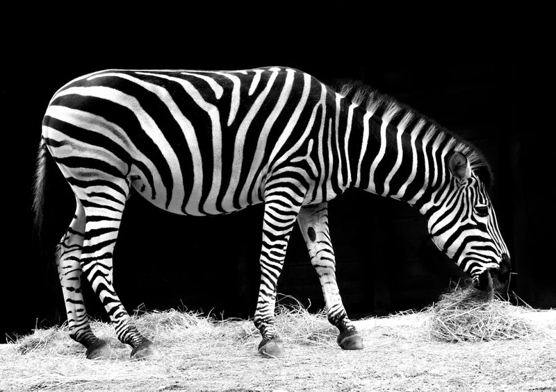 79598 Tierwelt - Zebra