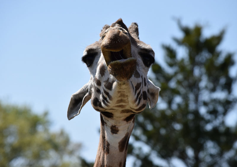 78650 Natur - Giraffe