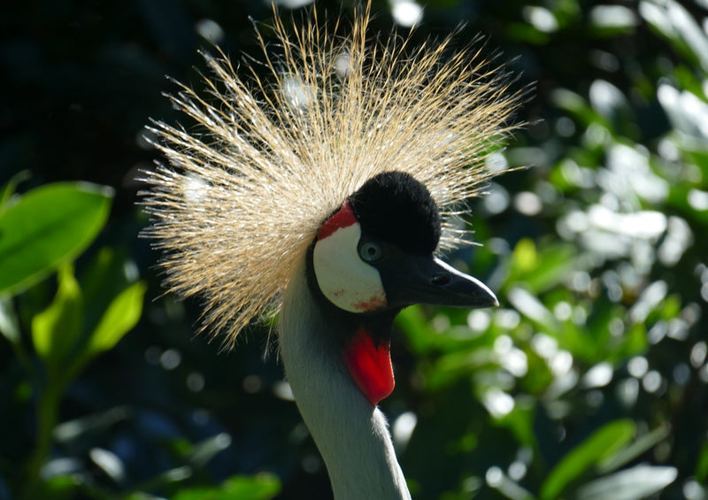 36170 Tierwelt - Schreitvogel