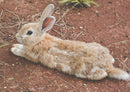 85356 Natur - Hase