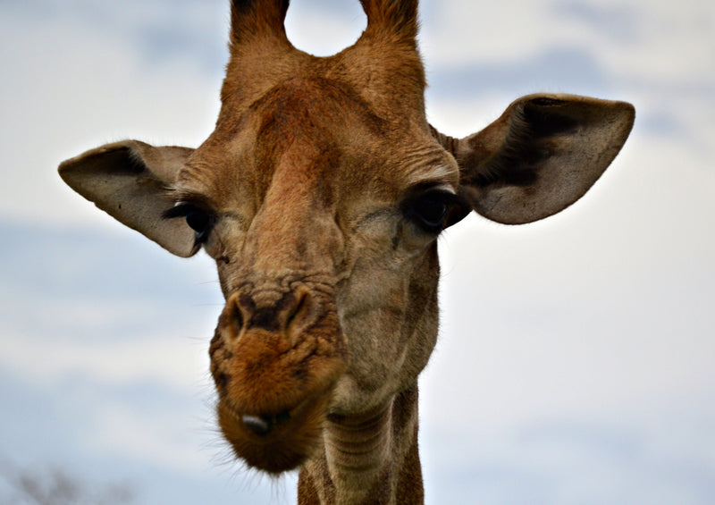 79031 Natur - Giraffe