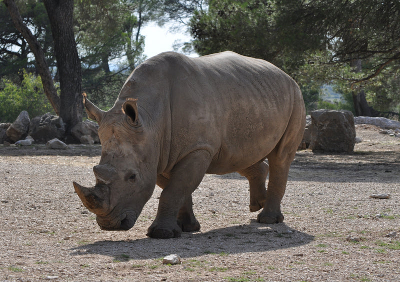 83260 Natur - Nashorn