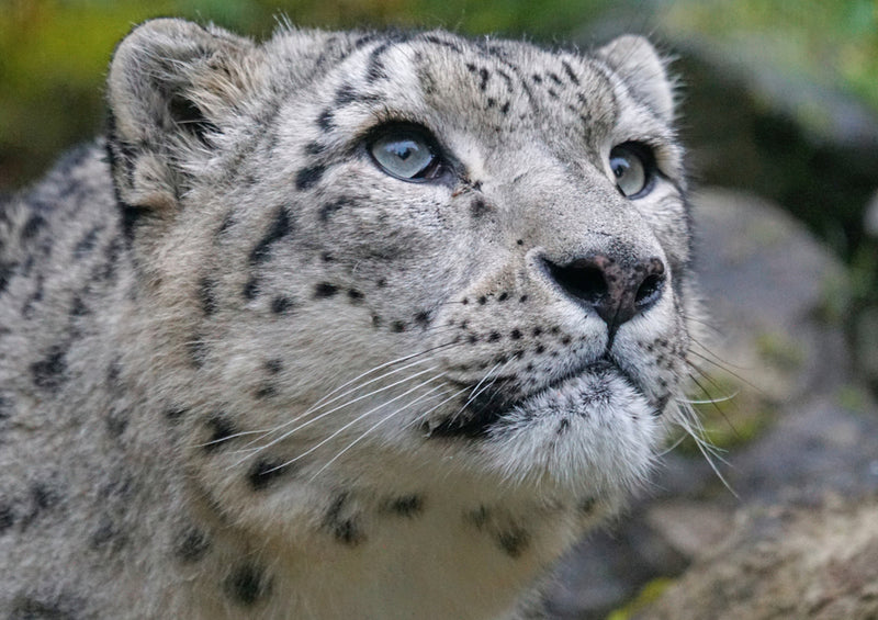 70625 Tierwelt - Leopard