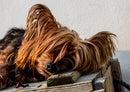 34707 Tierwelt - Yorkshire terrier