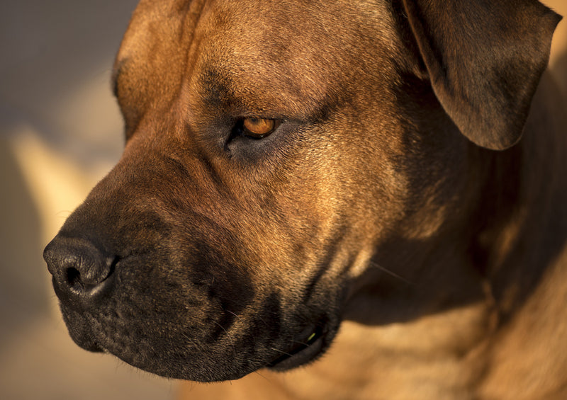 83745 Tierwelt - Boerboel