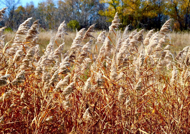 20728 Natur - Weizen-Feld