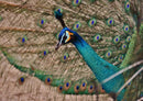 30687 Tierwelt - Pfau