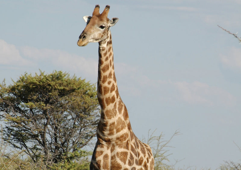 78225 Natur - Giraffe
