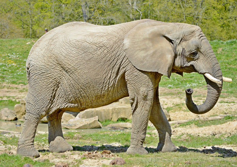 85571 Natur - Elefant