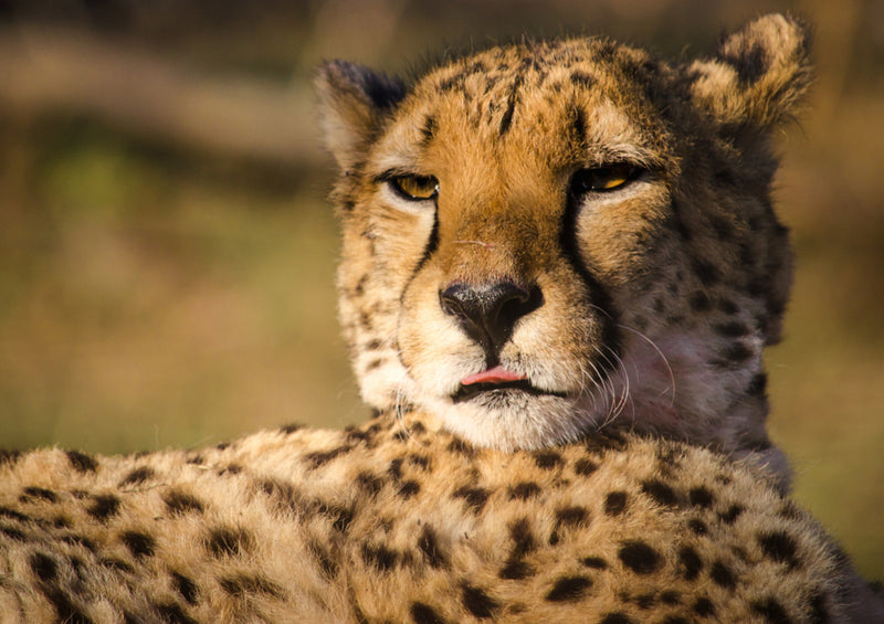 81432 Natur - Gepard