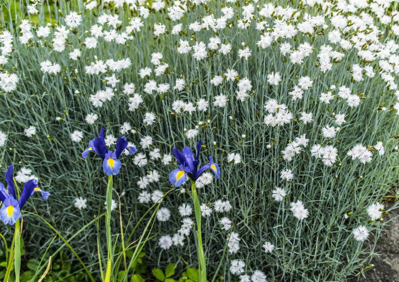 18568 Natur - Blumen-Beet