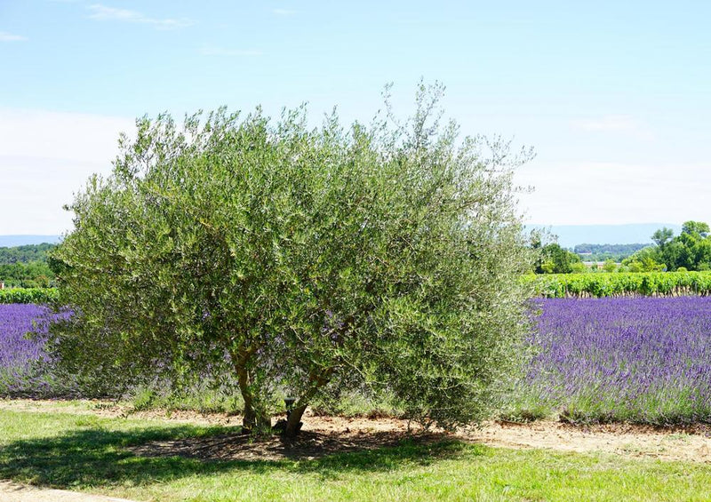 18590 Natur - Olivenbaum und Lavendel