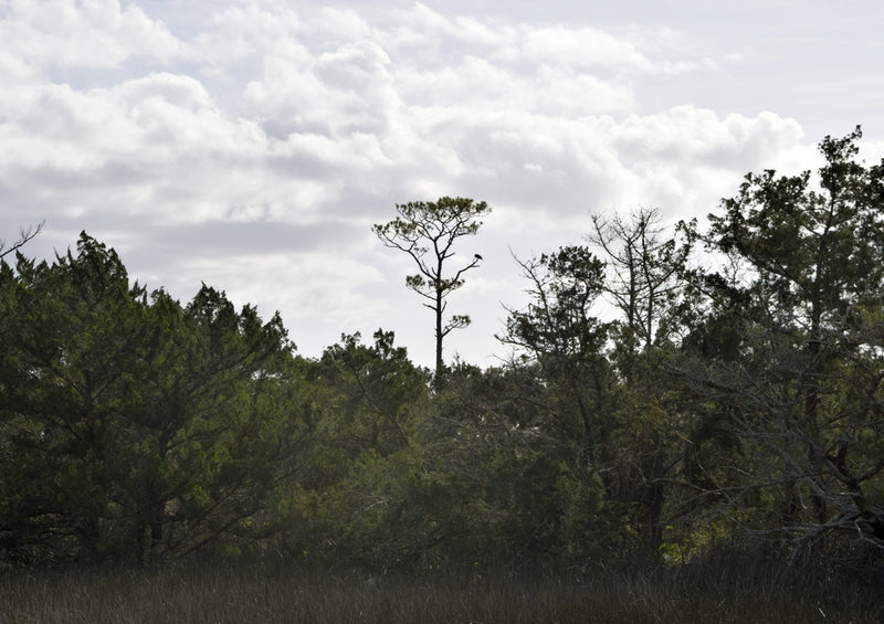 43695 Natur - Florida