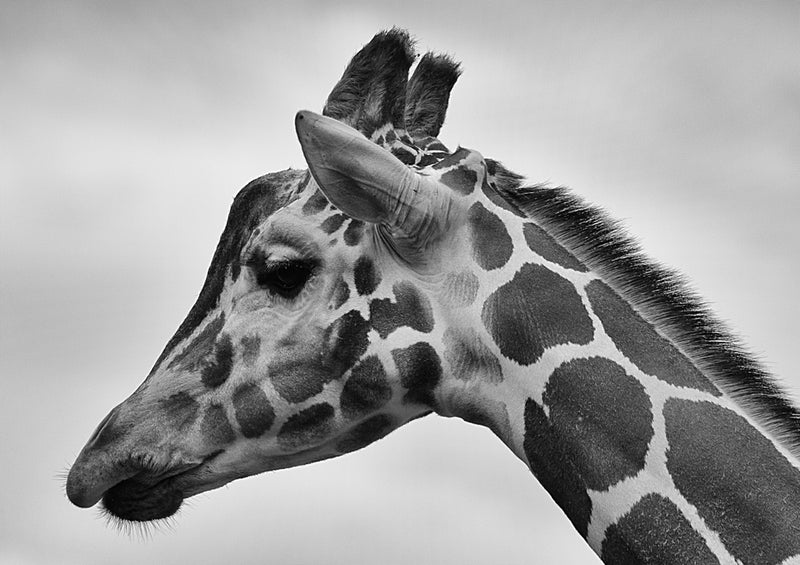 78744 Natur - Giraffe