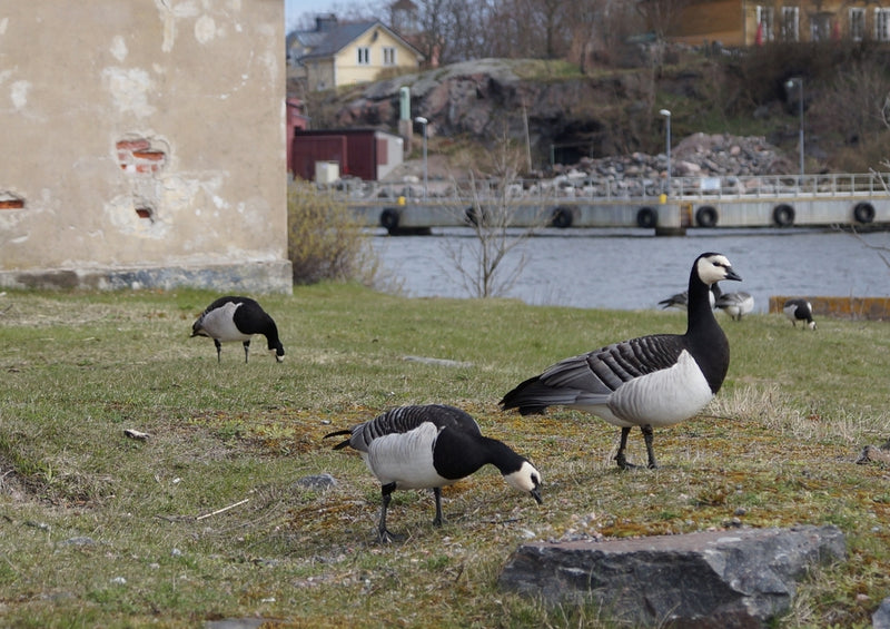 44386 Tierwelt - Gans