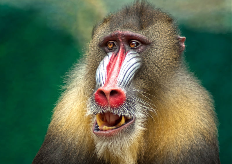 81324 Natur - Mandrill