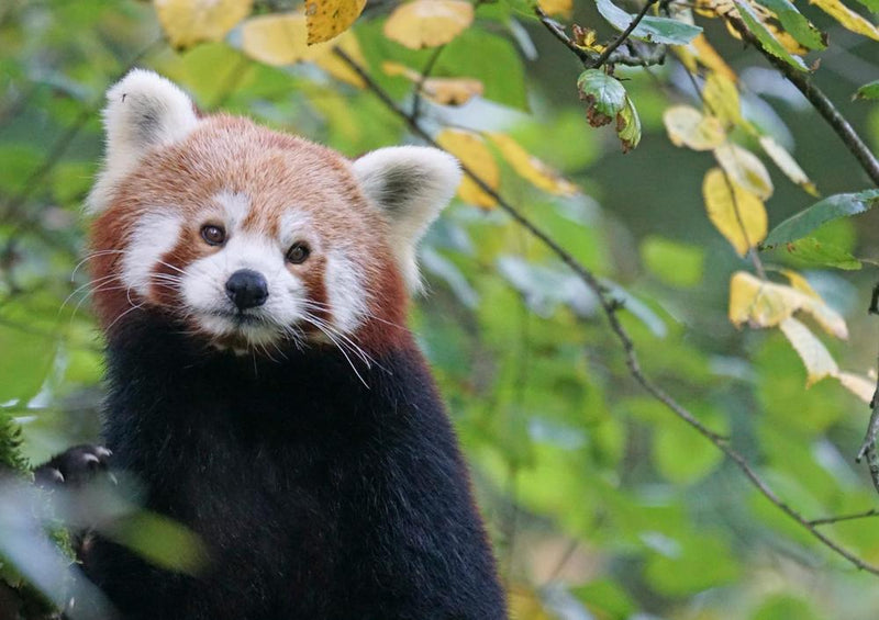 18866 Tierwelt - Roter Panda