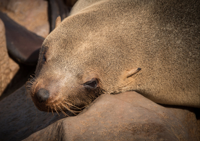 79765 Tierwelt - Seelöwen