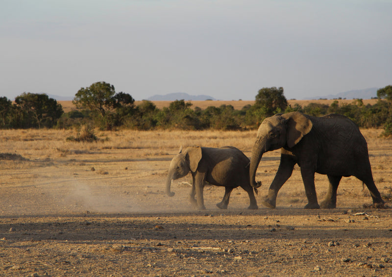 85636 Natur - Elefanten