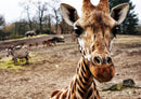 75293 Tierwelt - Giraffe