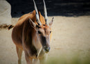 75109 Tierwelt - Antilope