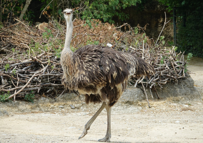 81249 Natur - Strauß