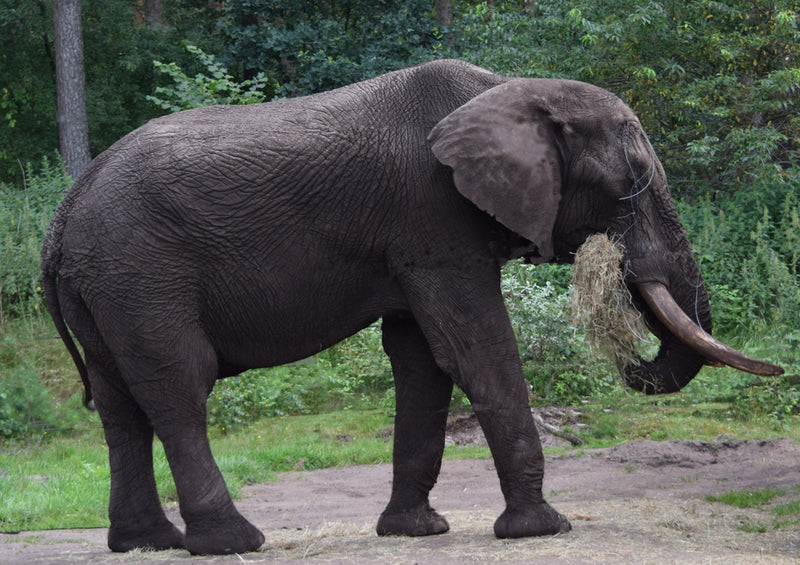 87144 Tierwelt - Elefant