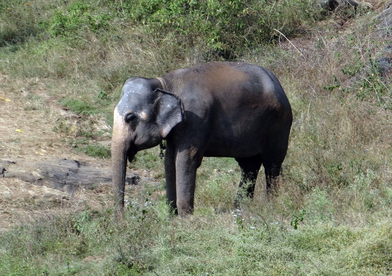 86428 Natur - Elefant