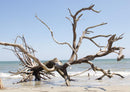 20454 Natur - Strand-Baum