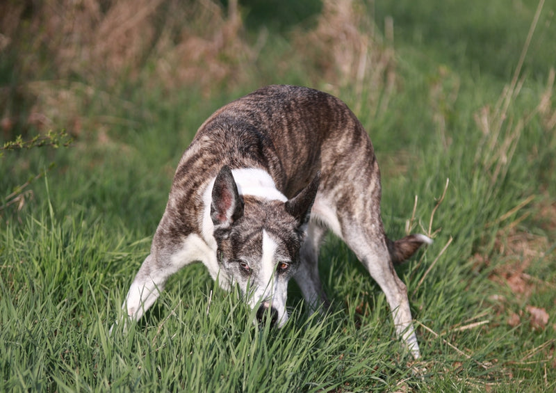 43197 Tierwelt - Hund