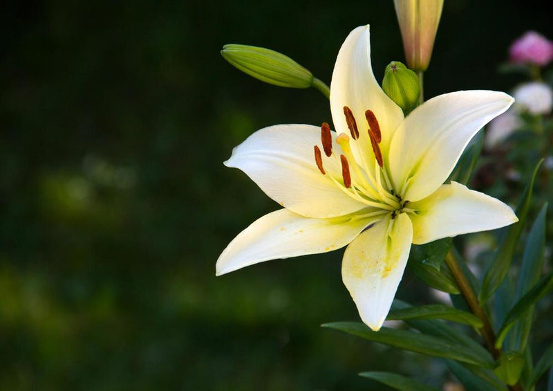 22411 Natur - Weiße Blume