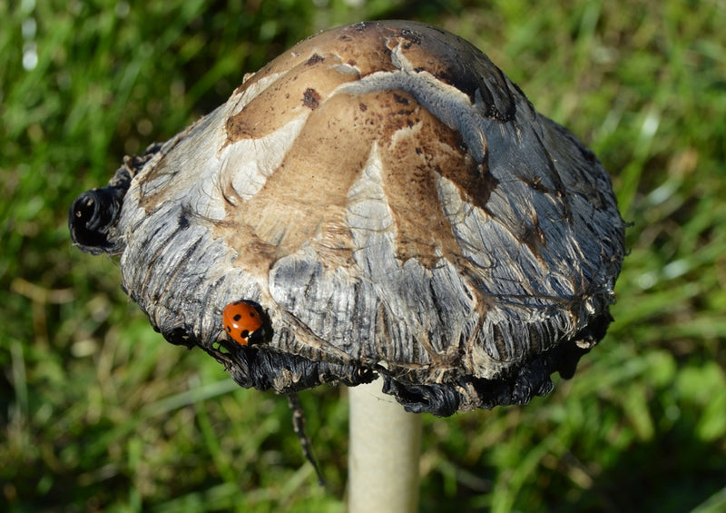 40895 Tierwelt - Marienkäfer