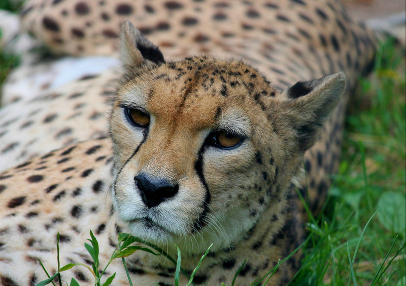 83563 Tierwelt - Gepard